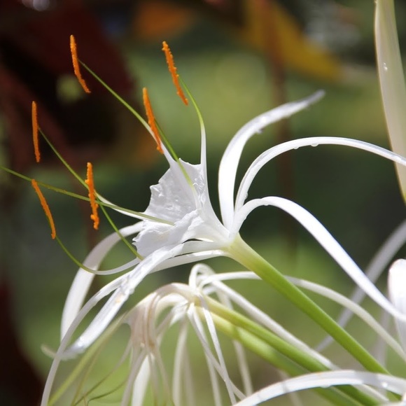 Meet your Posher, Sarah - Picture 1 of 1